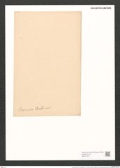 Surirella ovalis var. brumena (Breb.) V. H. (de-Toni-Nr.: Genus 53, Species 2271) Zeichnungen Sammlung Grunow (NHMW-BOT-W0372790)